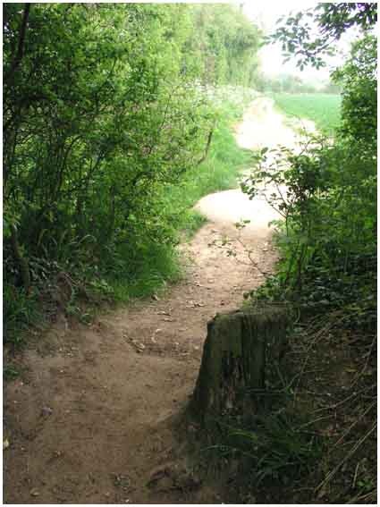 View from Bridle Path