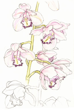 Laeliocattleya