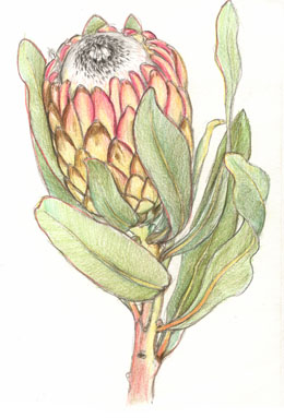 Protea