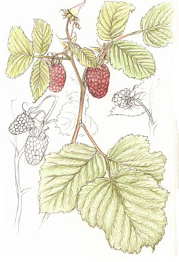 Rasberry