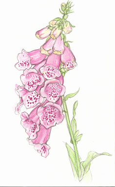 Foxgloves