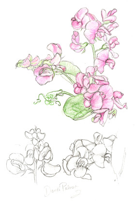 Everlasting pea