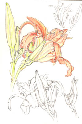 day lily