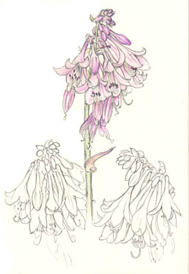 Hosta