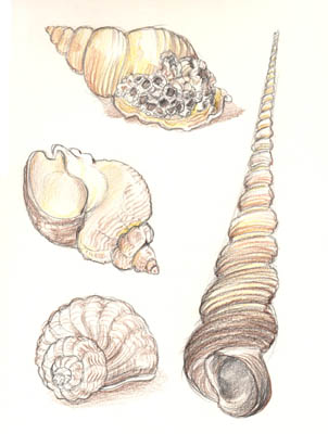 Whelks