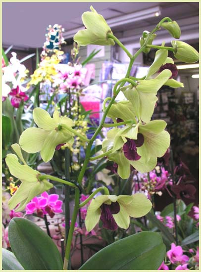 Dendrobium