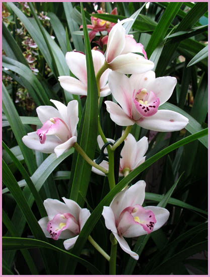 Cattleya