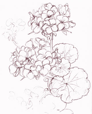 geranium
