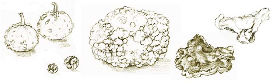 Gourds and fungi