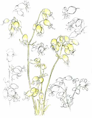 Bladderwort