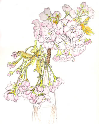 Cherry Blossom