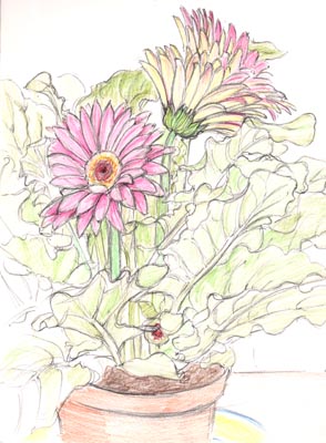 Gerbera