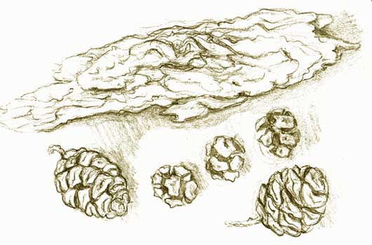 Bark and Cones