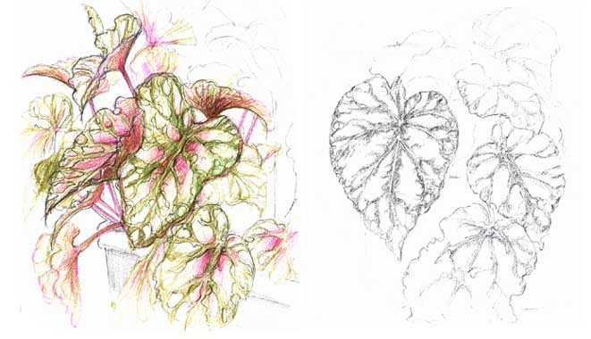Begonia rex