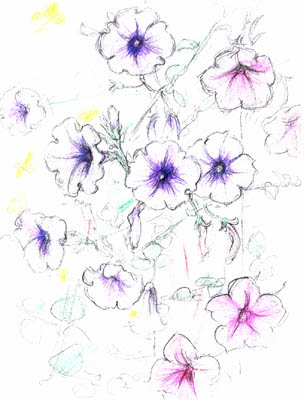 Petunias