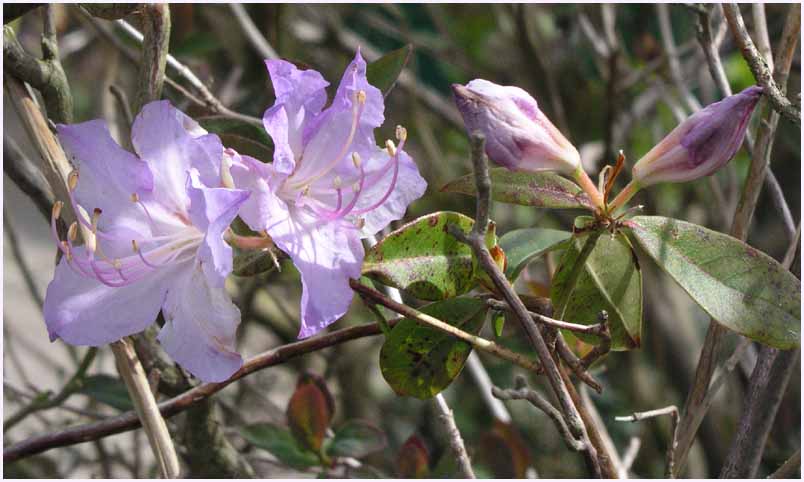 Azalea