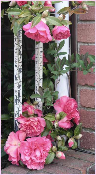 Camellia