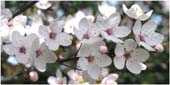 cherry blossom