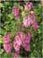 Flowering Currant