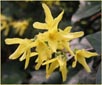 Forsythia