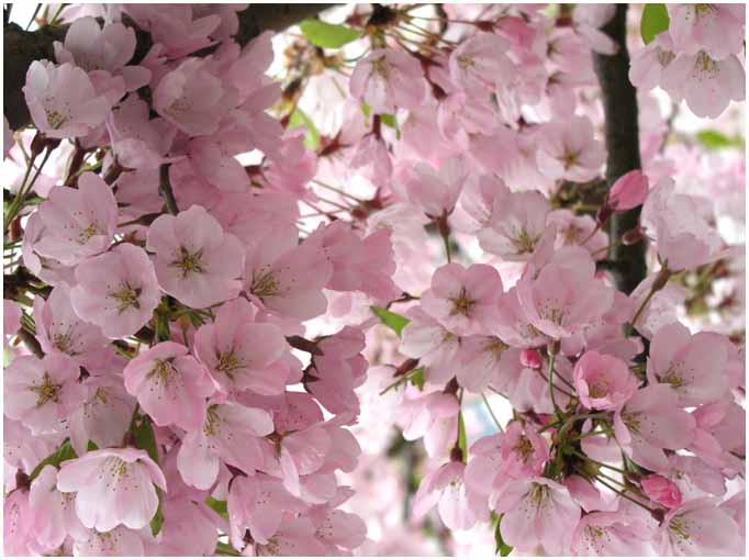 Pink Cherry Blossom