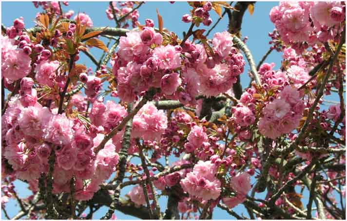 Cherry Blossom