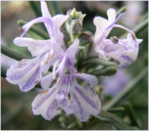 Rosemary