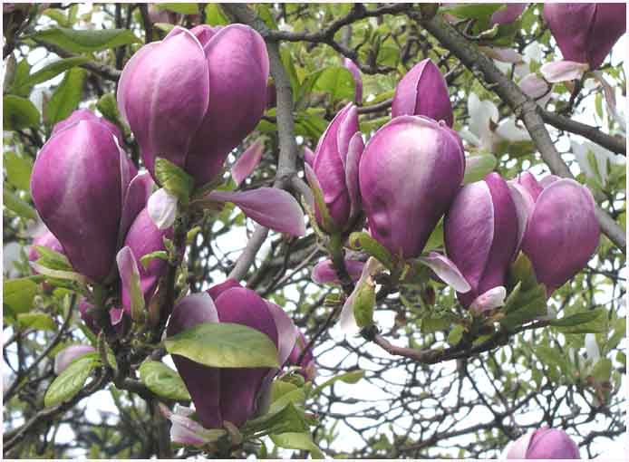Magnolia