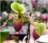 Slipped Orchid