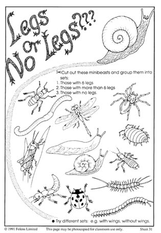 insects. molluscs