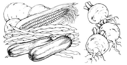 Courgette, maize, beans & turnips